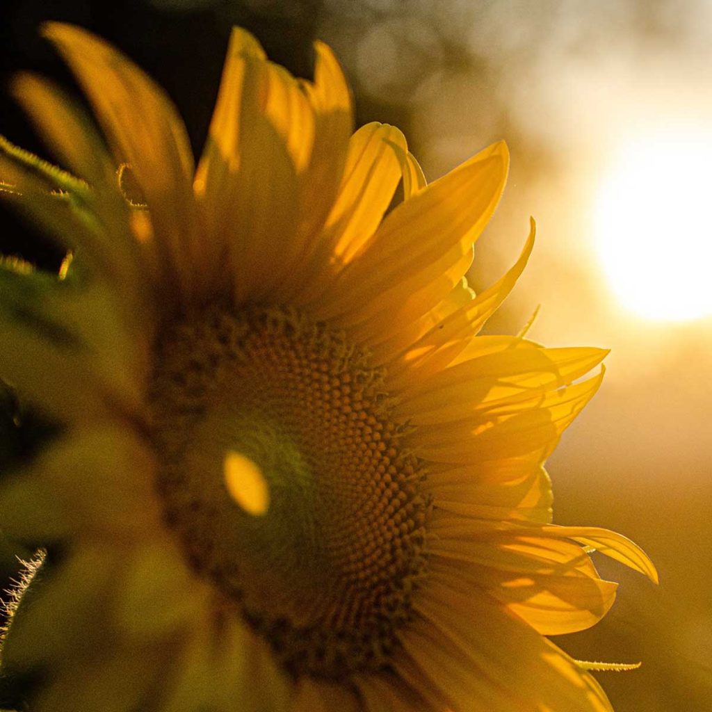 Hington Klarsey: close-up of a sunflower