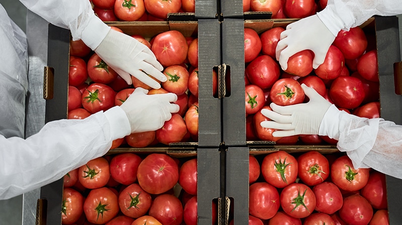 Hington Klarsey: workers calibrating tomatoes in a distribution centre